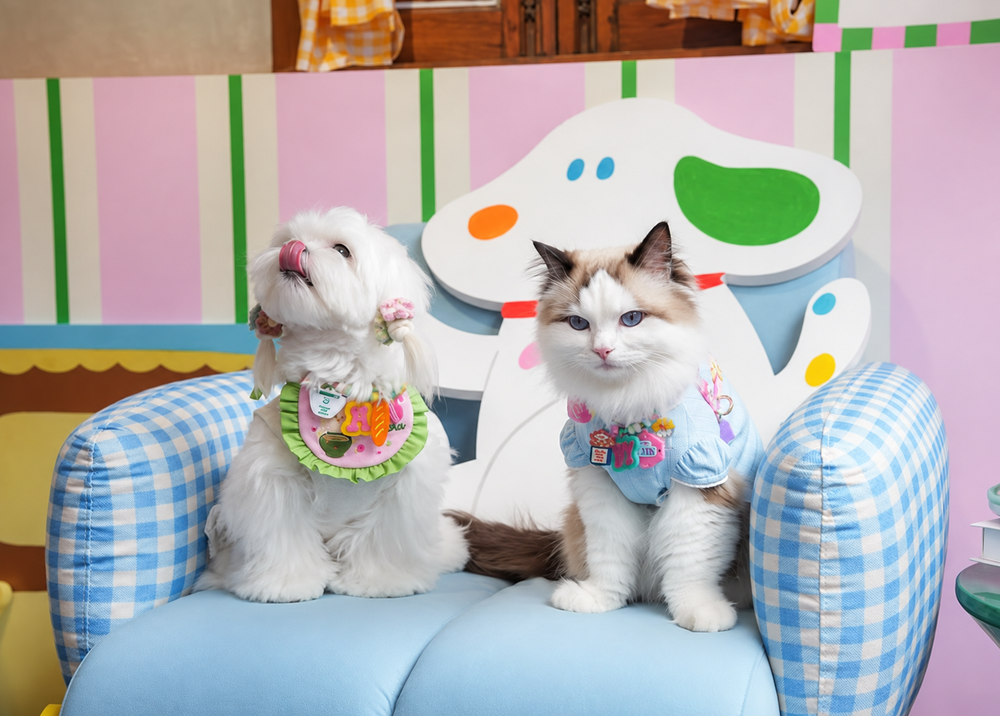 สุนัขและแมวสวมเครื่องประดับ Doggu บนโซฟาสีฟ้า